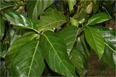 Morinda citrifolia